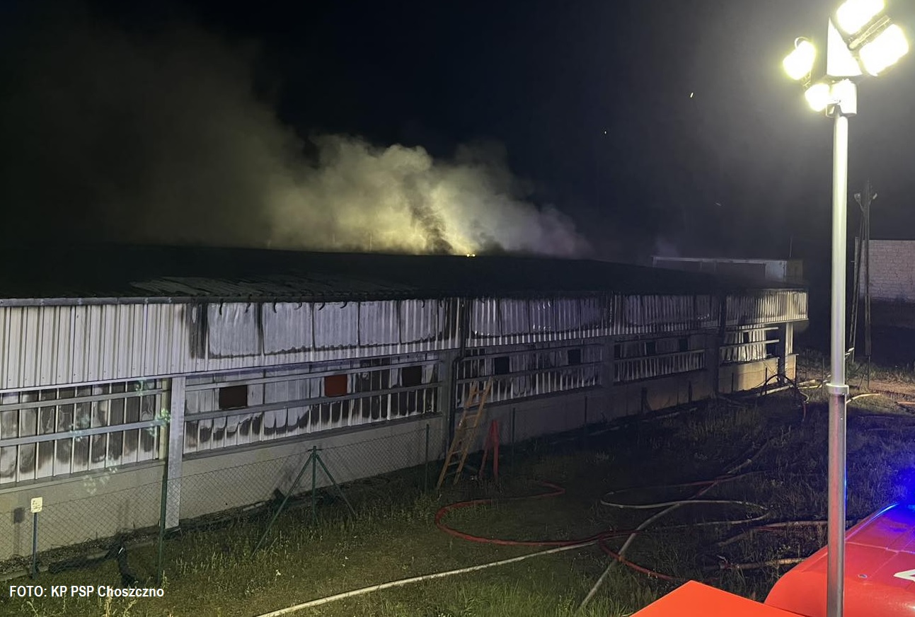 Wielki pożar hali na fermie świń w m.Kołki! Jedna ofiara śmiertelna, spalone świnie... 