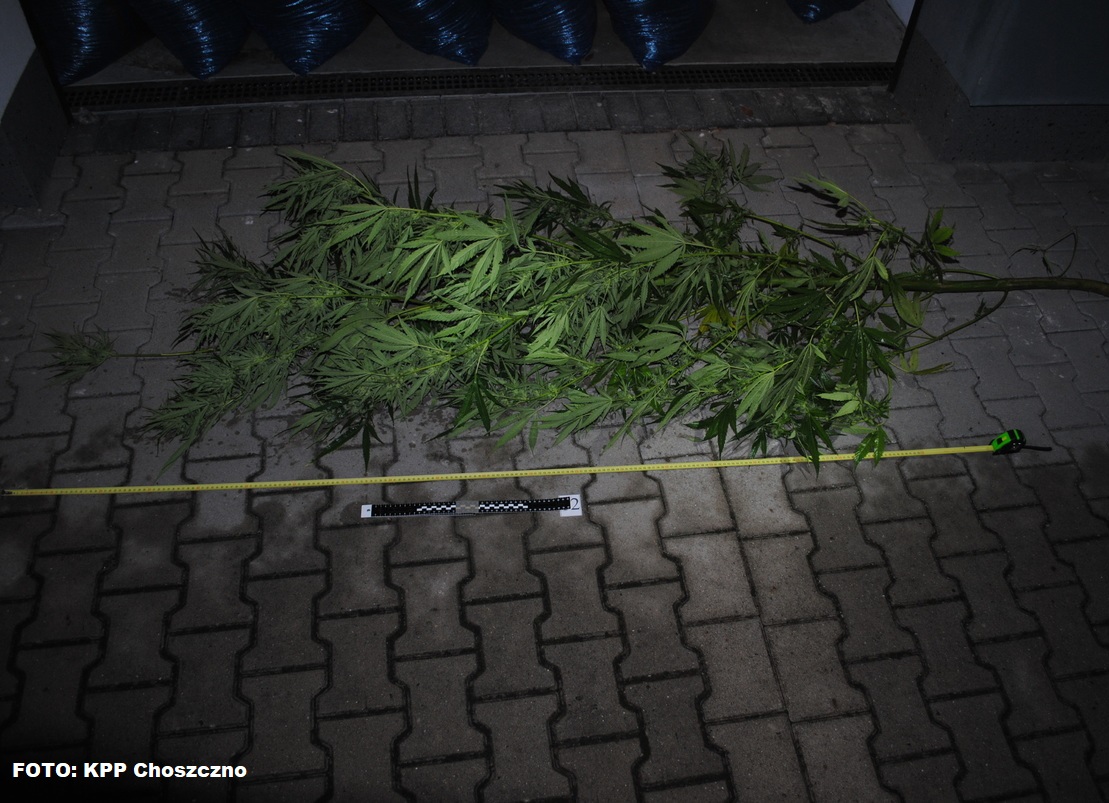 Choszczeńscy policjanci zatrzymali mężczyznę podejrzanego o przestępstwa narkotykowe.