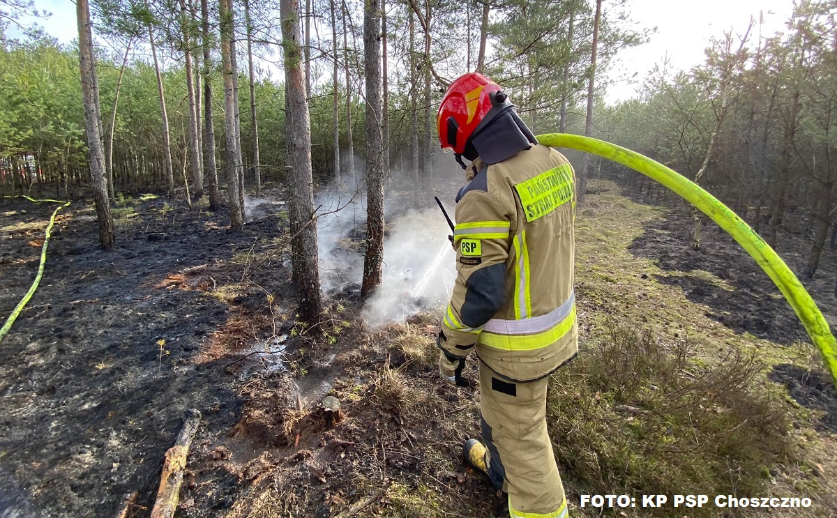 Pożar lasu w Nadleśnictwie Drawno. Spłonął 1 h lasu | FOTO