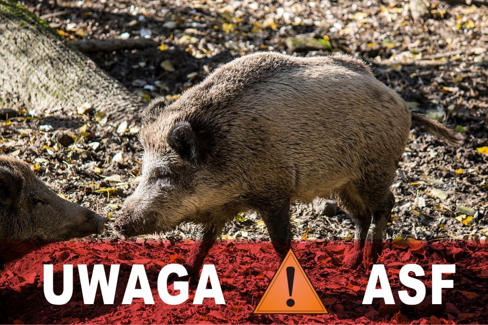 UWAGA! ASF na terenie powiatu choszczeńskiego - (Drawieńskiego Parku Narodowego)