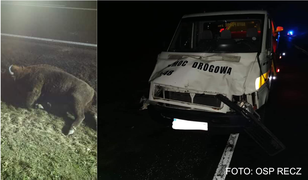 Potrącenie Żubra w m.Słutowo. Niestety zwierzę zginęło...
