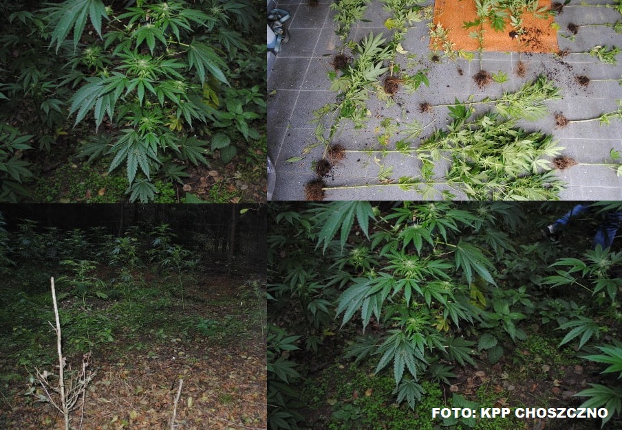 Kolejna plantacja konopi indyjskich na terenie powiatu choszczeńskiego zlikwidowana 