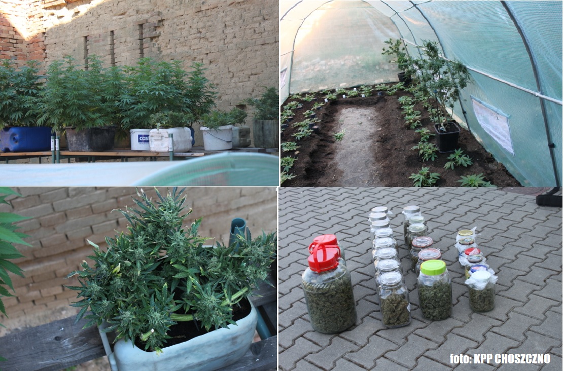 Plantacja konopi indyjskich zlikwidowana na ternie Pełczyc 