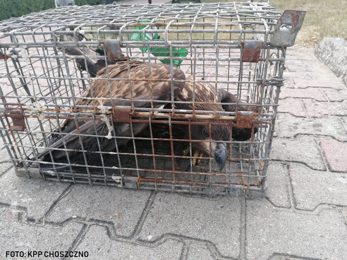 Policjanci uratowali orła bielika. Ptak trafił do Ośrodka Rehabilitacji Dzikich Zwierząt w Gryfinie [FOTO]